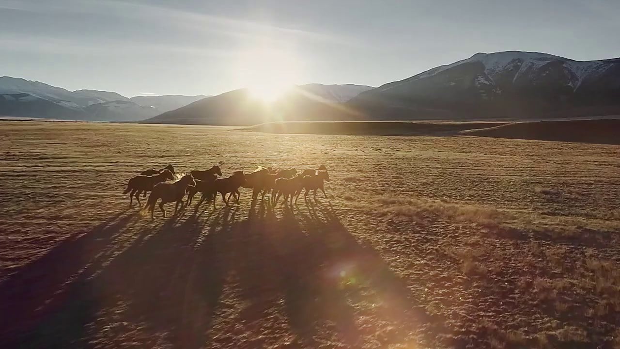 Save Wild Horses from Slaughter