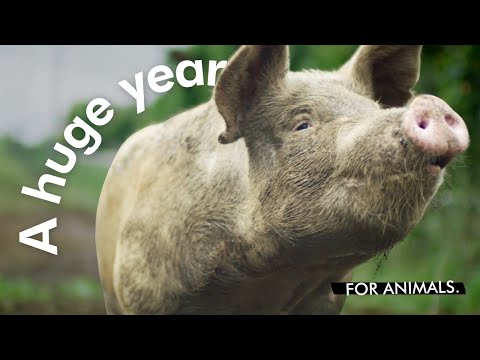 2021: A Huge Year for Animals ? | World Animal Protection
