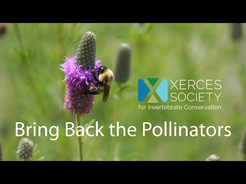 Bring Back the Pollinators