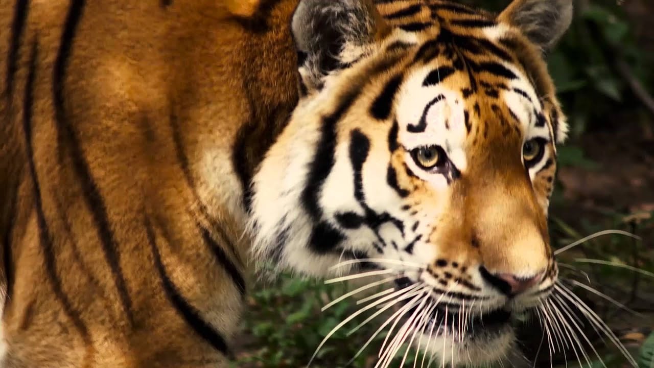 Panthera’s Story