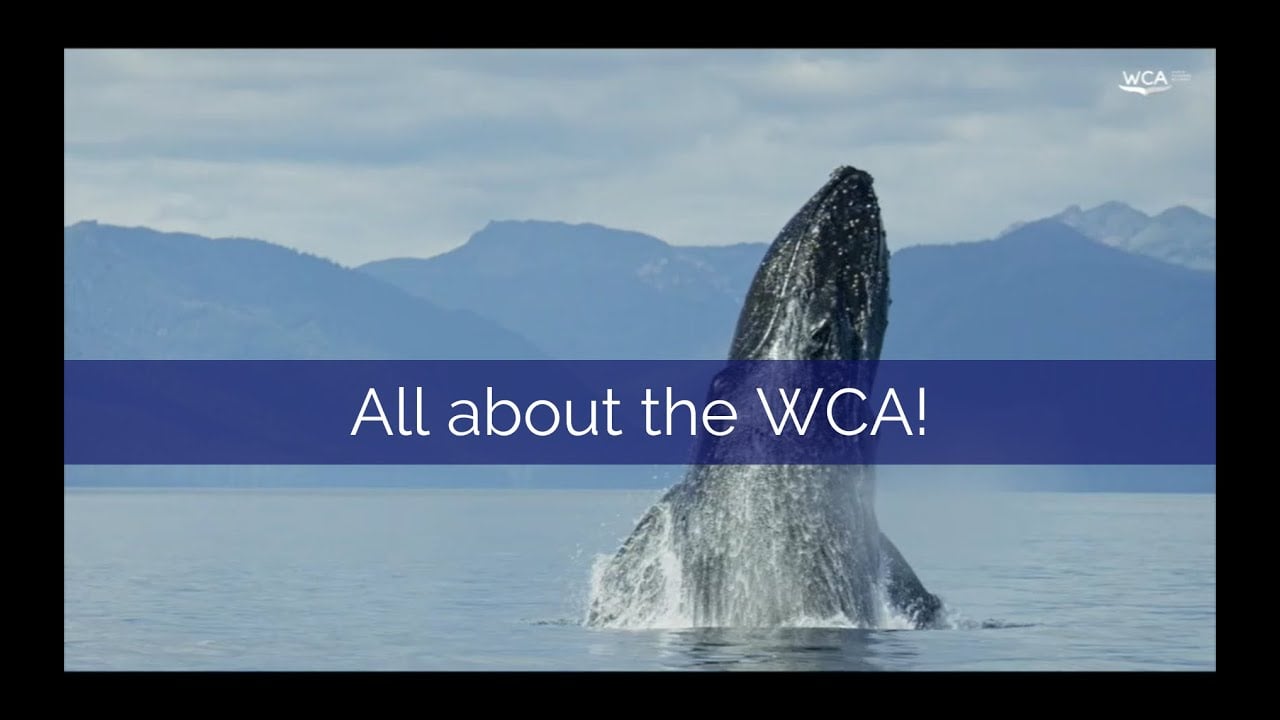 About the WCA
