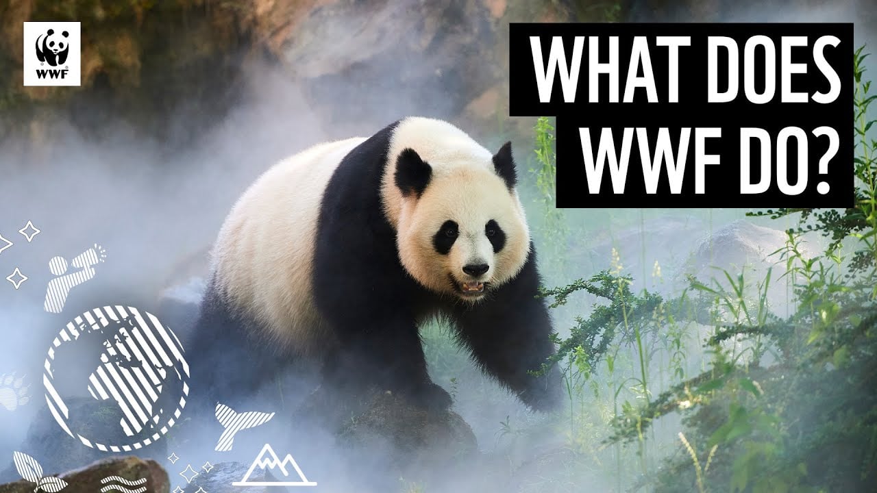 What does WWF do? | WWF