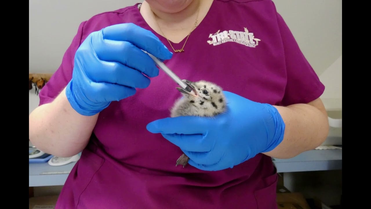 Herring Gulls release
