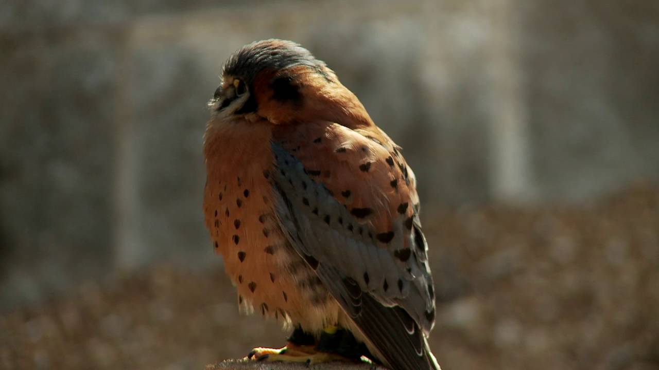World Bird Sanctuary