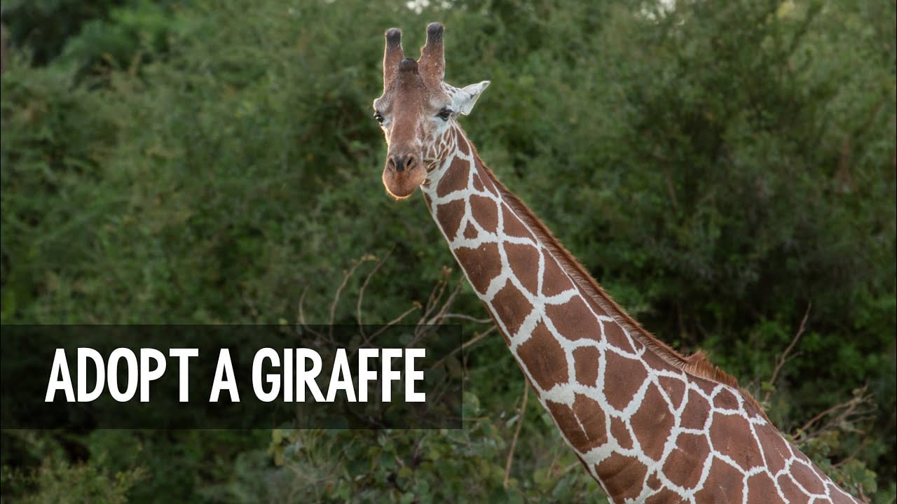 Adopt a giraffe