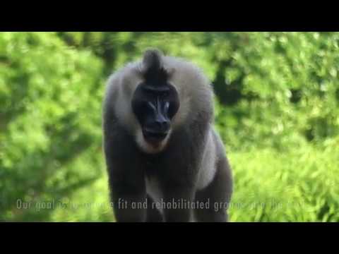#DayoftheDrill Part 2 - Rescued Drill Monkeys at the Limbe Wildlife Centre
