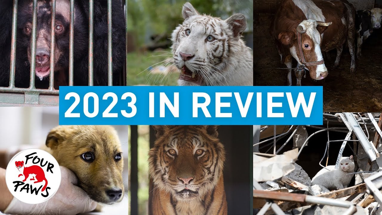 FOUR PAWS 2023 | A year of impact for animals worldwide