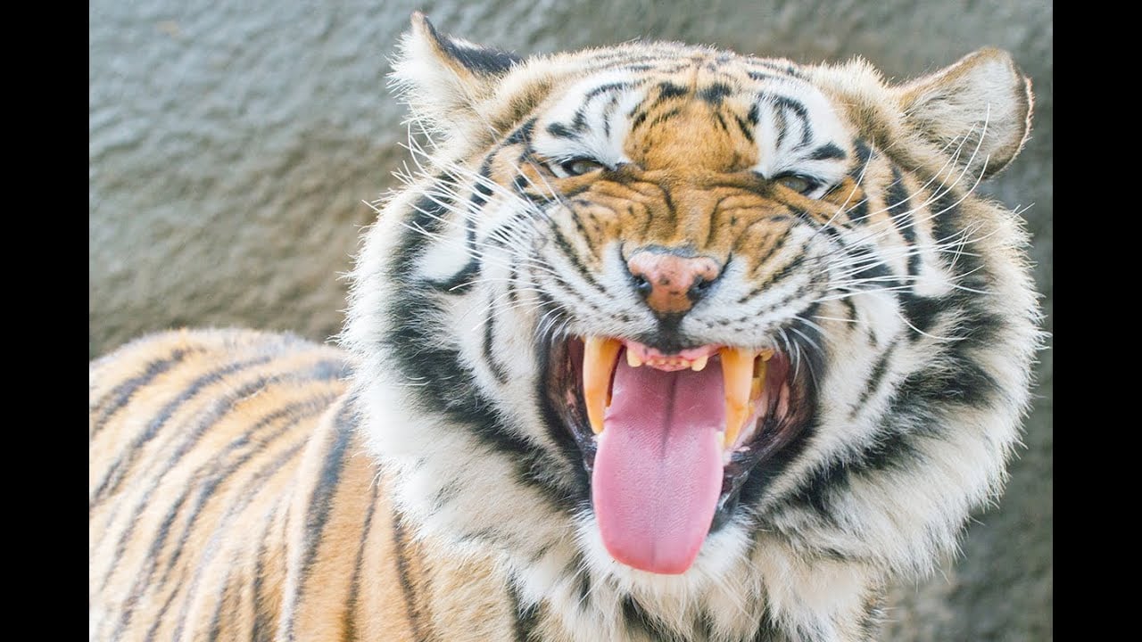 The Wild Animal Refuge