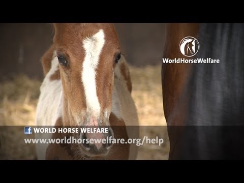 All over the world, horses need help