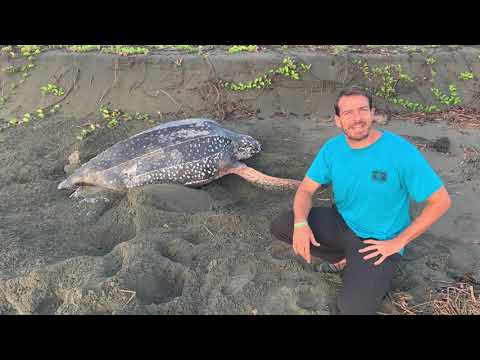 Sea Turtle Research in Panama