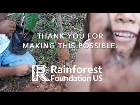 Reforesting a tiny corner of the  Amazon