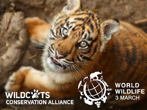 Predators Under Threat |  World Wildlife Day 2018