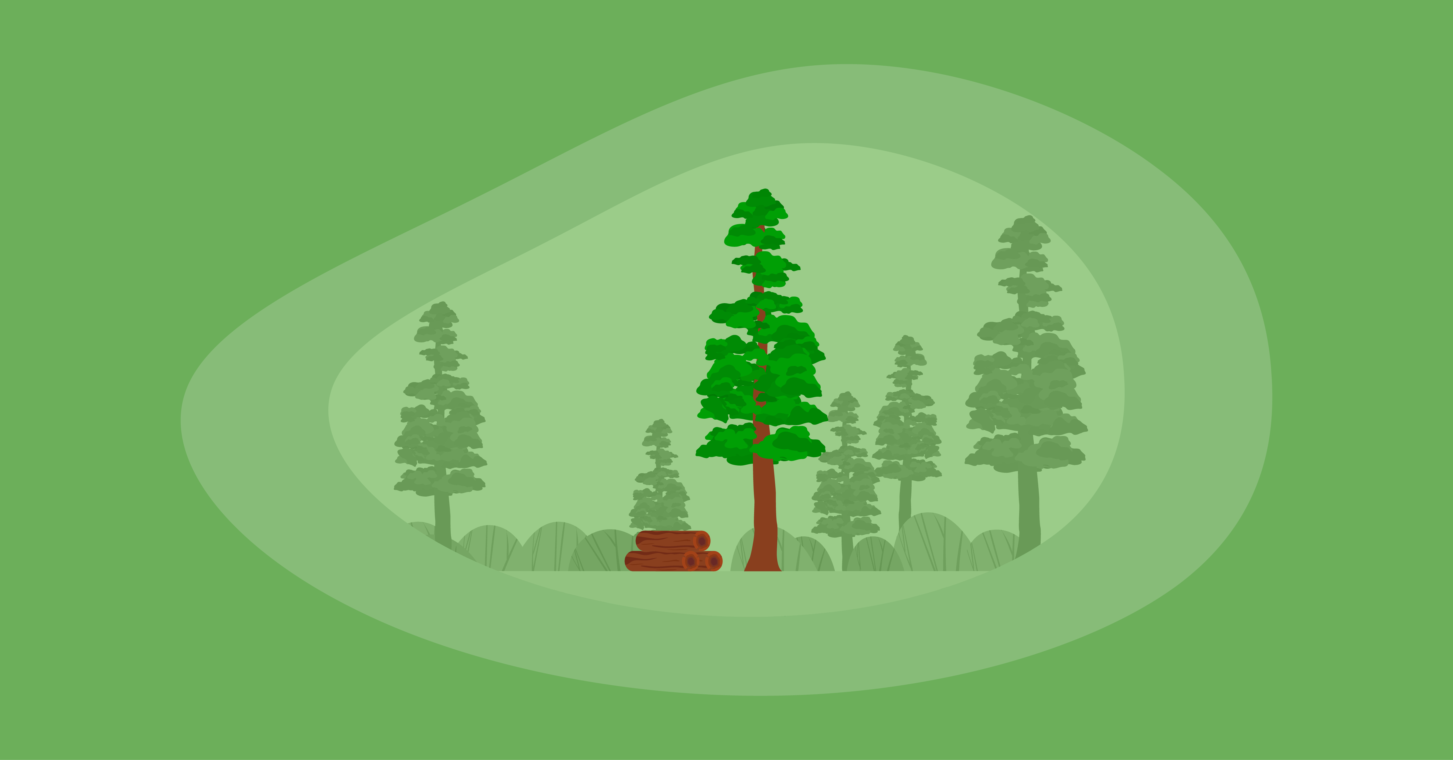 Illustration of a redwood tree and wood