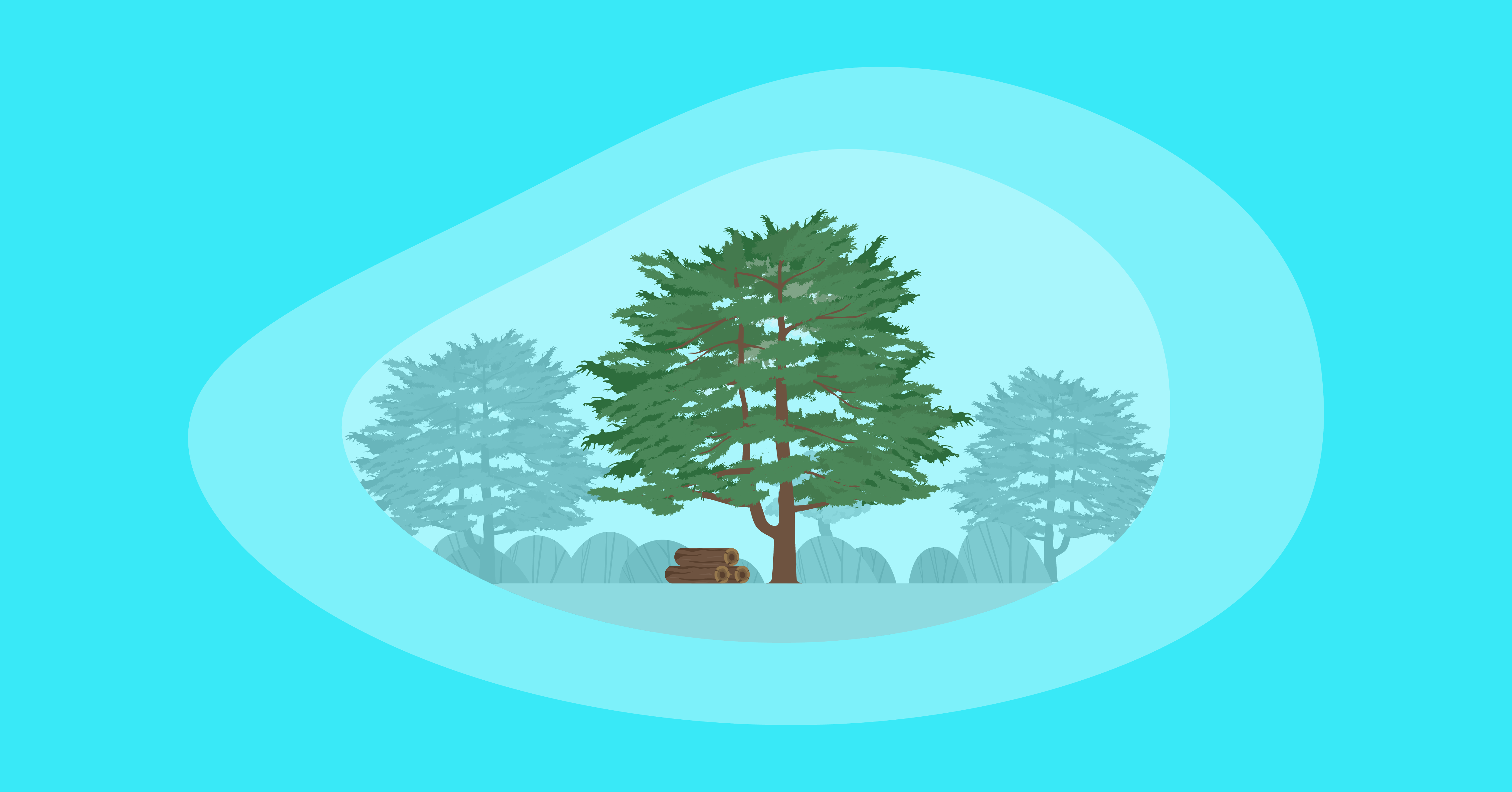 Illustration of a cedar tree and wood