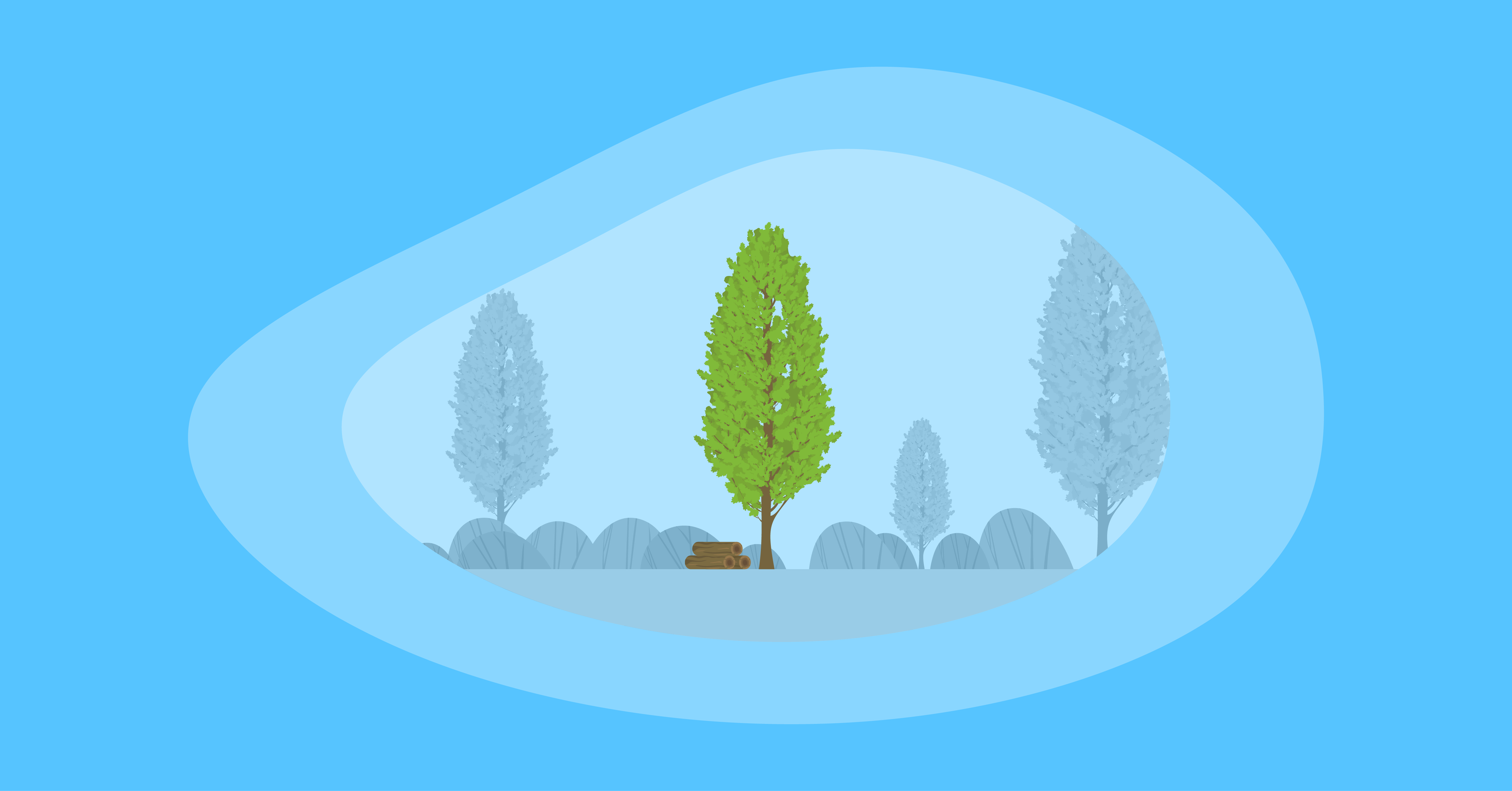 Illustration of a poplar tree and wood