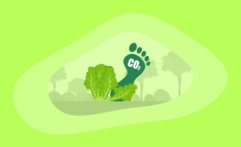 What Is the Carbon Footprint of Lettuce? A Life-Cycle Analysis