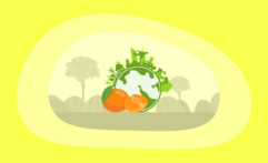 The Environmental Impact of Clementines: From Farm to Table